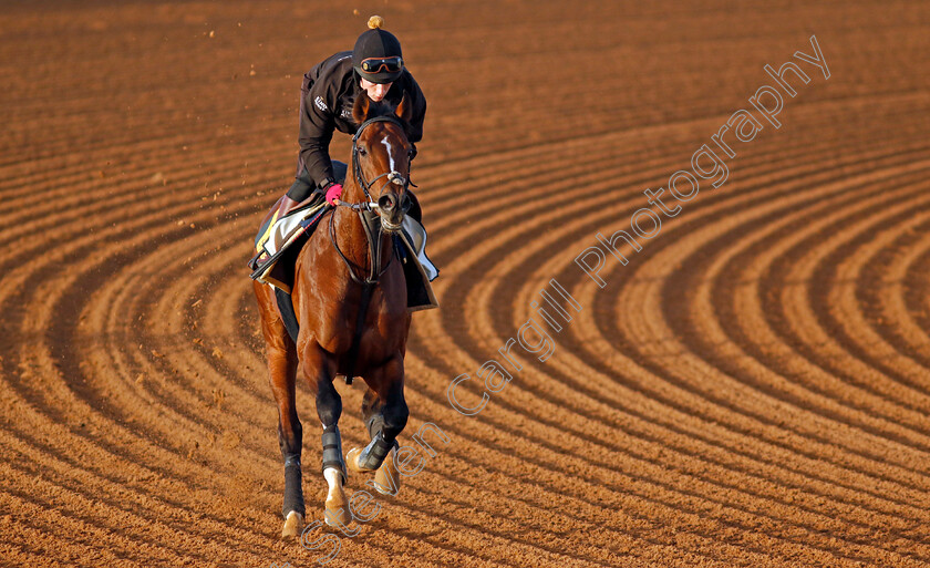 The-Foxes-0003 
 THE FOXES training for The Neom Turf Cup
King Abdulaziz Racecourse, Saudi Arabia 20 Feb 2024 - Pic Steven Cargill / Racingfotos.com