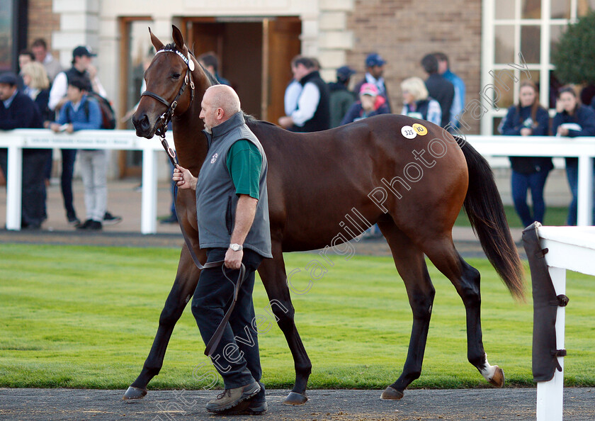 Lot-0325-colt-by-Dubawi-x-Dar-Re-Mi-0010 
 Lot 325 a colt by Dubawi x Dar Re Mi before selling at Tattersalls Yearling Sale Book1 for 3.5million guineas
Newmarket 10 Oct 2018 - Pic Steven Cargill / Racingfotos.com