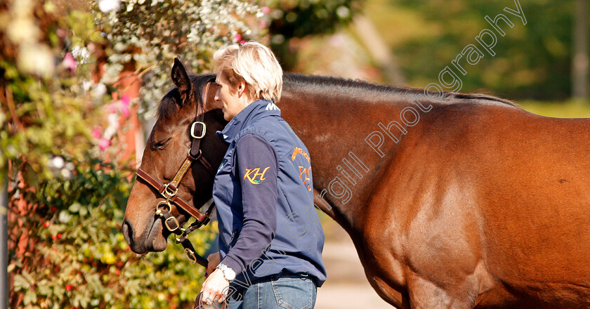 Ascot-Sales-0005 
 Scene at Ascot Yearling Sale 12 Sep 2017 - Pic Steven Cargill / Racingfotos.com