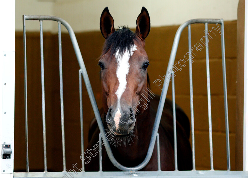 Yoshida-0003 
 American trained YOSHIDA in his stable in Newmarket ahead of his Royal Ascot challenge
Newmarket 14 Jun 2018 - Pic Steven Cargill / Racingfotos.com