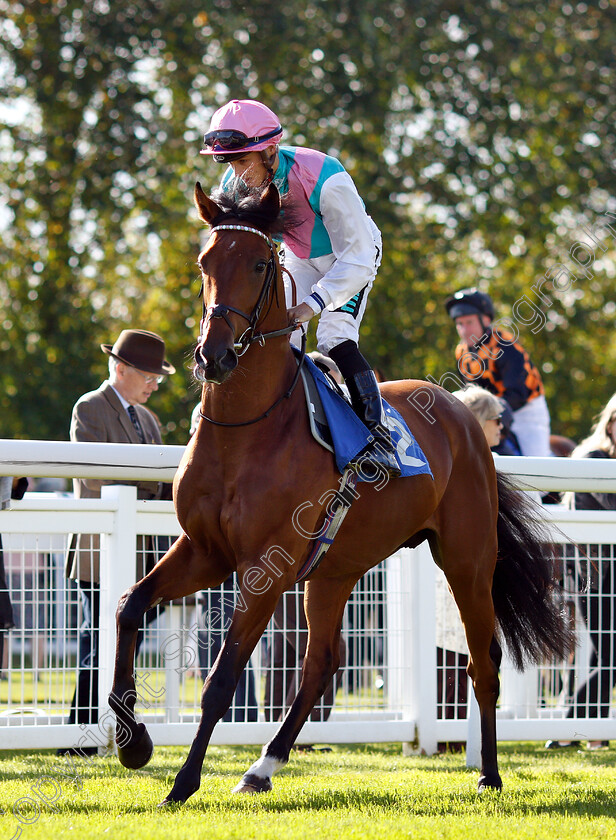 Copal-0001 
 COPAL (Harry Bentley)
Salisbury 3 Oct 2018 - Pic Steven Cargill / Racingfotos.com