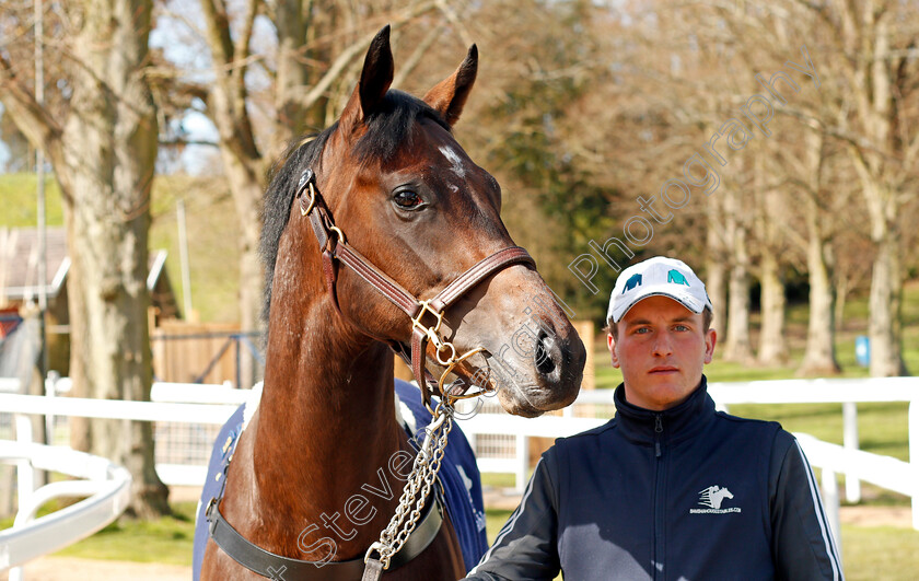 Lot-0095-colt-by-Kodiac-ex-Elpida-0002 
 3rd top lot; Lot 095 colt by Kodiac ex Elpida sells for £88,000 at the Tattersalls Ireland Ascot Breeze Up Sale 5 Apr 2018 - Pic Steven Cargill / Racingfotos.com