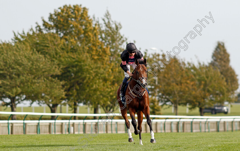 Great-Acclaim-0001 
 GREAT ACCLAIM (Rob Hornby)
Newmarket 7 Oct 2023 - Pic Steven Cargill / Racingfotos.com