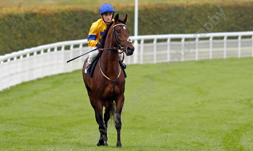 Stag-Horn-0001 
 STAG HORN (Hollie Doyle)
Goodwood 25 Sep 2019 - Pic Steven Cargill / Racingfotos.com