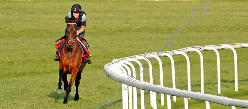 Enemy-0003 
 ENEMY training at Meydan, Dubai
2 Feb 2023 - Pic Steven Cargill / Racingfotos.com