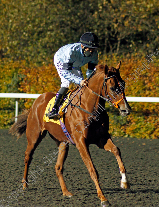 Cirrus-0001 
 CIRRUS (Sean Levey)
Kempton 11 Nov 2020 - Pic Steven Cargill / Racingfotos.com