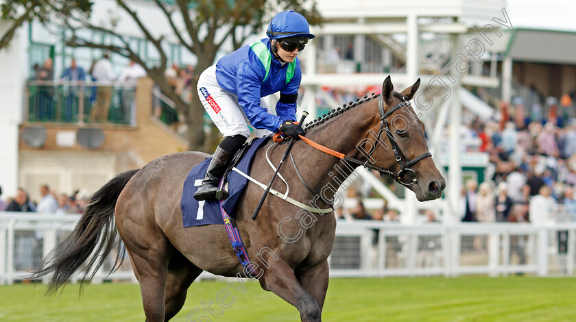 Timewave-0002 
 TIMEWAVE (Hollie Doyle)
Yarmouth 13 Sep 2022 - Pic Steven Cargill / Racingfotos.com