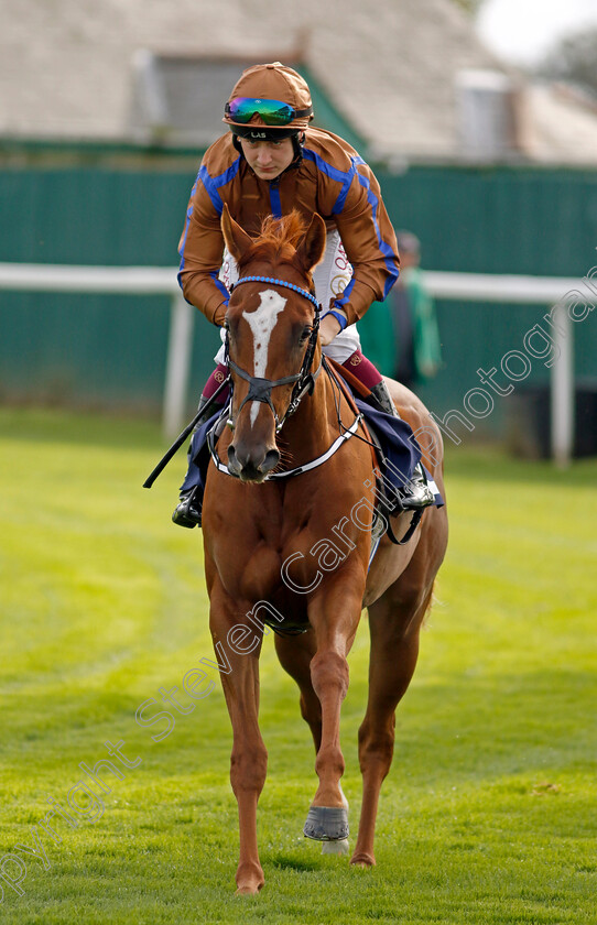 Shy-Hi-Bye-0001 
 SHY HI BYE (Cieren Fallon)
Yarmouth 16 Oct 2023 - Pic Steven Cargill / Racingfotos.com