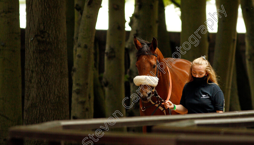 Tudor-Queen-0001 
 TUDOR QUEEN
Newmarket 26 Jun 2021 - Pic Steven Cargill / Racingfotos.com