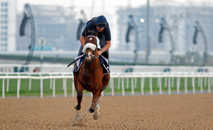 Koy-Koy-0003 
 KOY KOY training at the Dubai Racing Carnival 
Meydan 4 Jan 2024 - Pic Steven Cargill / Racingfotos.com