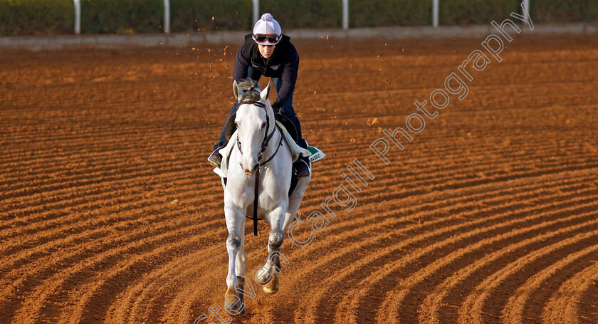 White-Abarrio-0004 
 WHITE ABARRIO training for The Saudi Cup
King Abdulaziz Racecourse, Saudi Arabia 20 Feb 2024 - Pic Steven Cargill / Racingfotos.com