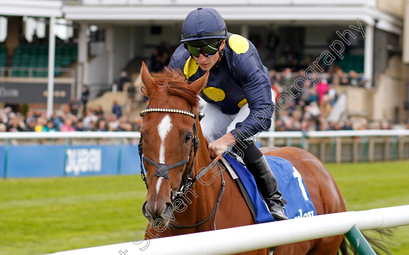 Al-Mubhir-0001 
 AL MUBHIR (Tom Marquand)
Newmarket 12 Oct 2024 - Pic Steven Cargill / Racingfotos.com