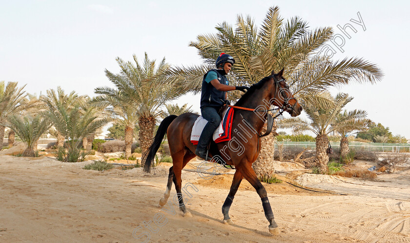 Desert-Encounter-0004 
 DESERT ENCOUNTER training for the Bahrain International Trophy
Rashid Equestrian & Horseracing Club, Bahrain, 18 Nov 2020