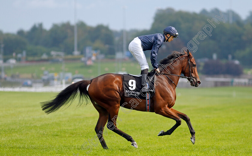 Never-Ending-Story-0002 
 NEVER ENDING STORY (Mikey Sheehy)
The Curragh 10 Sep 2023 - Pic Steven Cargill / Racingfotos.com