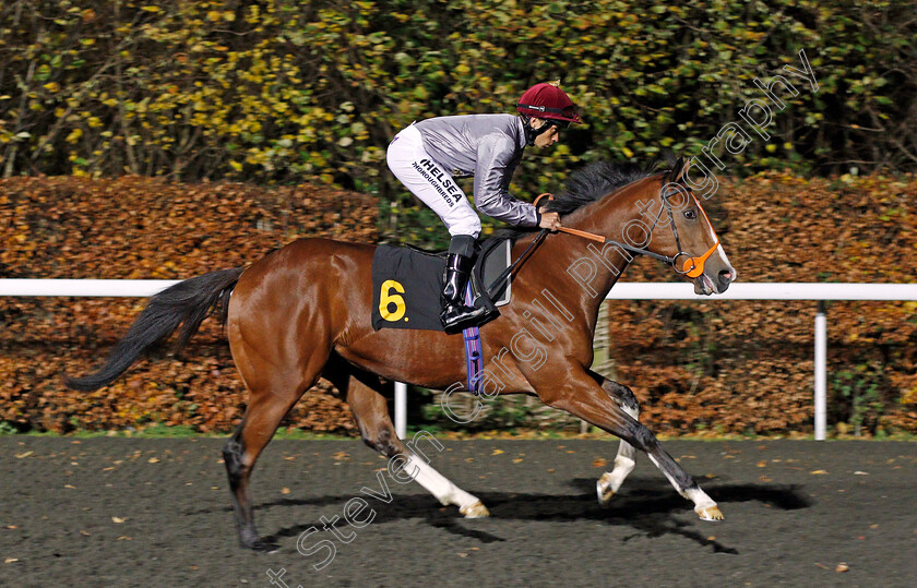 Qaysar-0002 
 QAYSAR (Sean Levey) winner of The 32Red Casino EBFstallions.com Novice Stakes Div2 Kempton 22 Nov 2017 - Pic Steven Cargill / Racingfotos.com