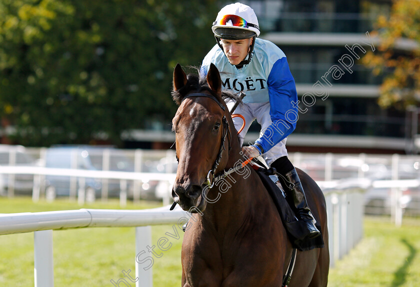 Harry-Callahan-0001 
 HARRY CALLAHAN (Richard Kingscote) Newbury 23 Sep 2017 - Pic Steven Cargill / Racingfotos.com