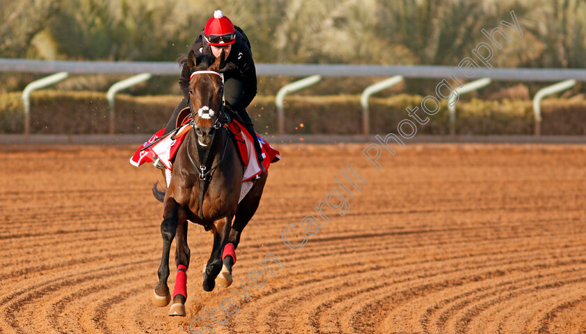 Prince-Of-Arran-0001 
 PRINCE OF ARRAN preparing for the Turf Handicap
Riyadh Racecourse, Kingdom of Saudi Arabia 26 Feb 2020 - Pic Steven Cargill / Racingfotos.com