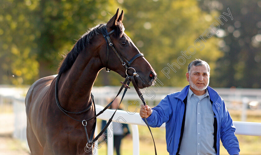 Wailea-Nights-0004 
 WAILEA NIGHTS being led from the stables to the paddock 
Chelmsford 4 Sep 2019 - Pic Steven Cargill / Racingfotos.com