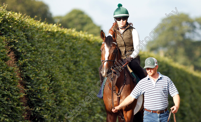 Yoshida-0006 
 American trained YOSHIDA on his way to the gallops in Newmarket ahead of his Royal Ascot challenge
Newmarket 14 Jun 2018 - Pic Steven Cargill / Racingfotos.com