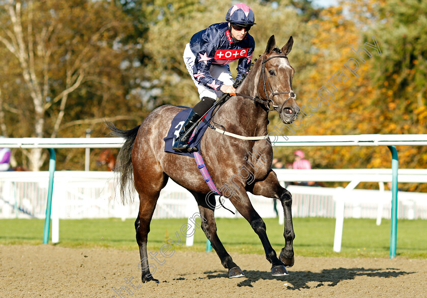 Don t-Tell-Claire-0002 
 DON'T TELL CLAIRE (Jack Mitchell)
Lingfield 28 Oct 2021 - Pic Steven Cargill / Raingfotos.com