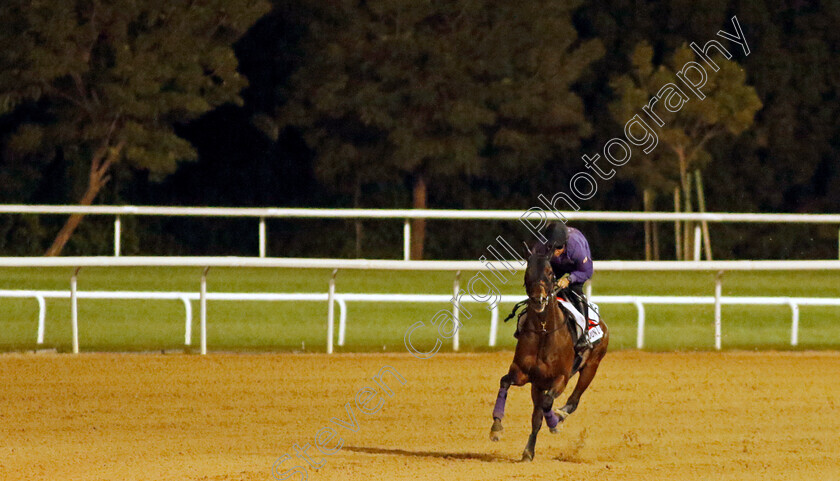 Jun-Light-Bolt-0001 
 JUN LIGHT BOLT training for The Dubai World Cup
Meydan, Dubai, 22 Mar 2023 - Pic Steven Cargill / Racingfotos.com