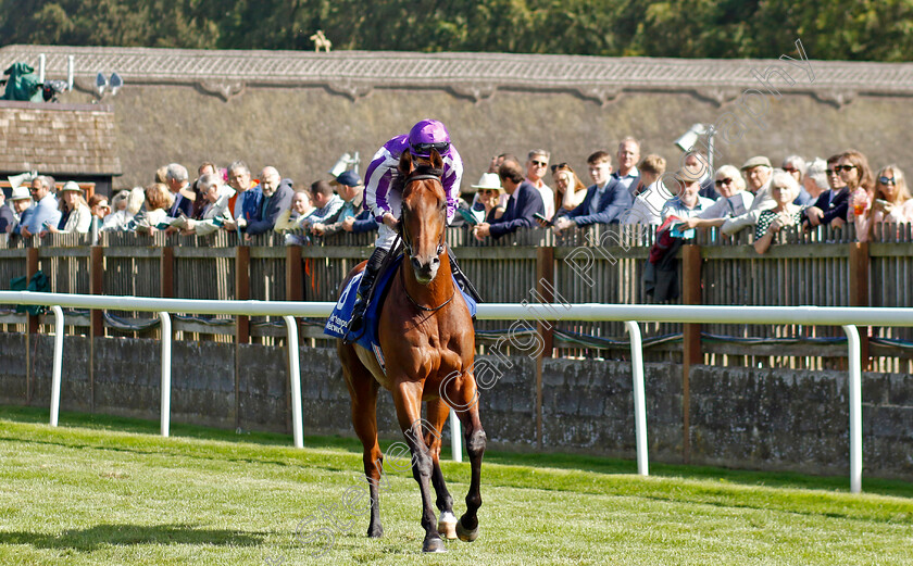 Little-Big-Bear-0001 
 LITTLE BIG BEAR (Ryan Moore)
Newmarket 15 Jul 2023 - Pic Steven Cargill / Racingfotos.com