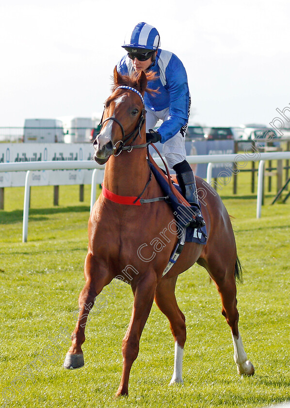 Raasel-0001 
 RAASEL (Jim Crowley) before The Starsports.bet Novice Stakes
Bath 16 Oct 2019 - Pic Steven Cargill / Racingfotos.com