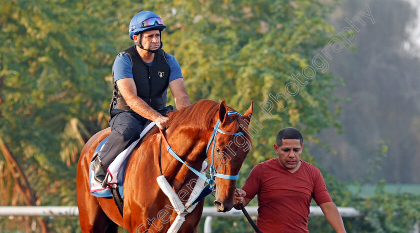 Gunnevera-0001 
 GUNNEVERA exercising in preparation for the Dubai World Cup Meydan 29 Mar 2018 - Pic Steven Cargill / Racingfotos.com