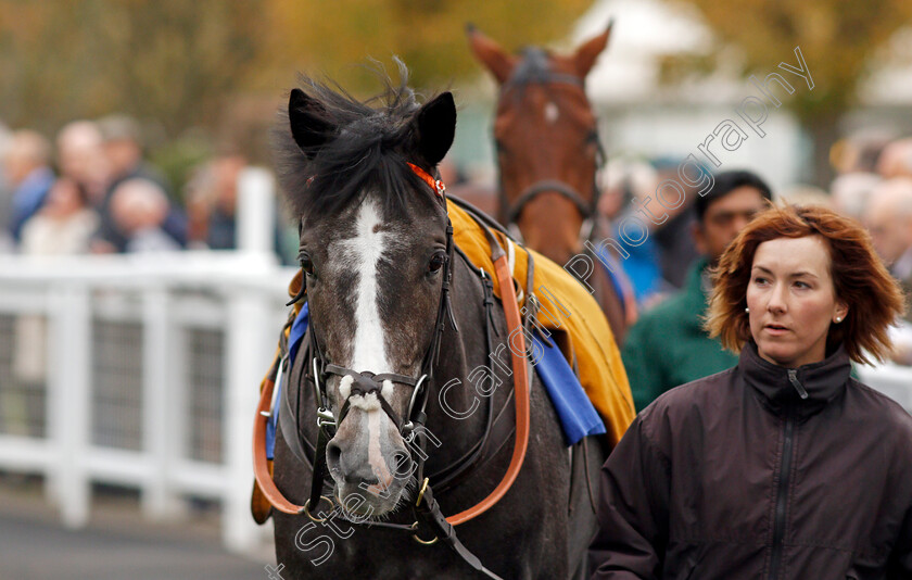 Blazing-Tunder-0001 
 BLAZING TUNDER before winning The Kier Construction EBF Maiden Stakes Div2 Nottingham 18 Oct 2017 - Pic Steven Cargill / Racingfotos.com