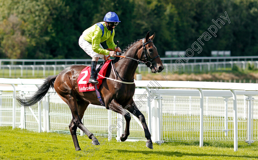 Subjectivist-0002 
 SUBJECTIVIST (Joe Fanning) before The Ladbrokes March Stakes
Goodwood 29 Aug 2020 - Pic Steven Cargill / Racingfotos.com