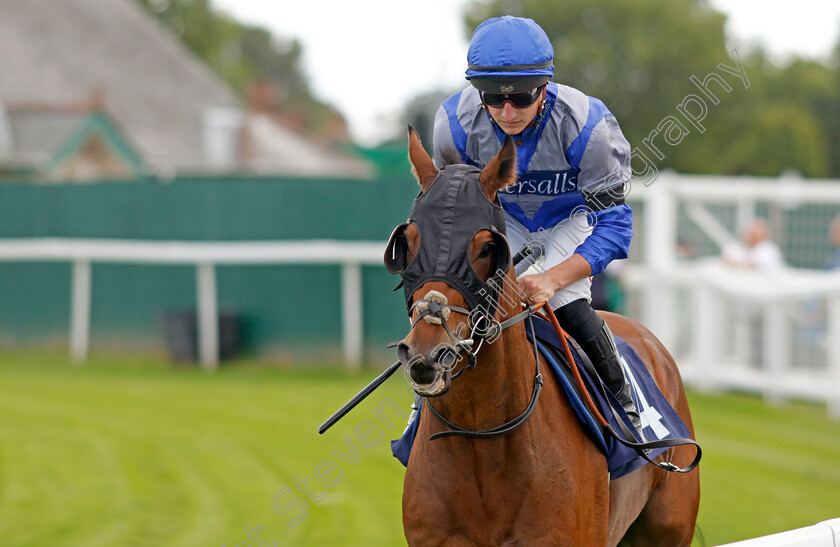 Manwhothinkshecan-0001 
 MANWHOTHINKSHECAN (Tom Marquand)
Yarmouth 13 Sep 2022 - Pic Steven Cargill / Racingfotos.com