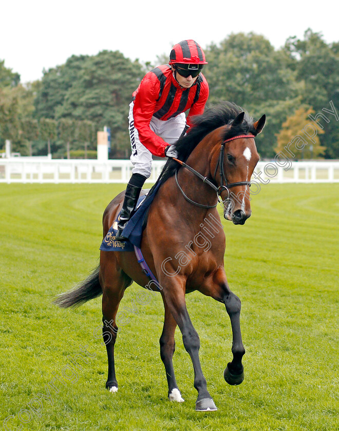 Old-Friend-0001 
 OLD FRIEND (Jamie Spencer)
Ascot 6 Sep 2019 - Pic Steven Cargill / Racingfotos.com