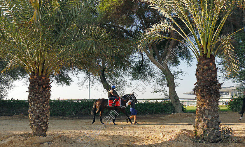 Alflaila-0002 
 ALFLAILA training for the Bahrain International Trophy
Kingdom of Bahrain 13 Nov 2024 - Pic Steven Cargill / Racingfotos.com