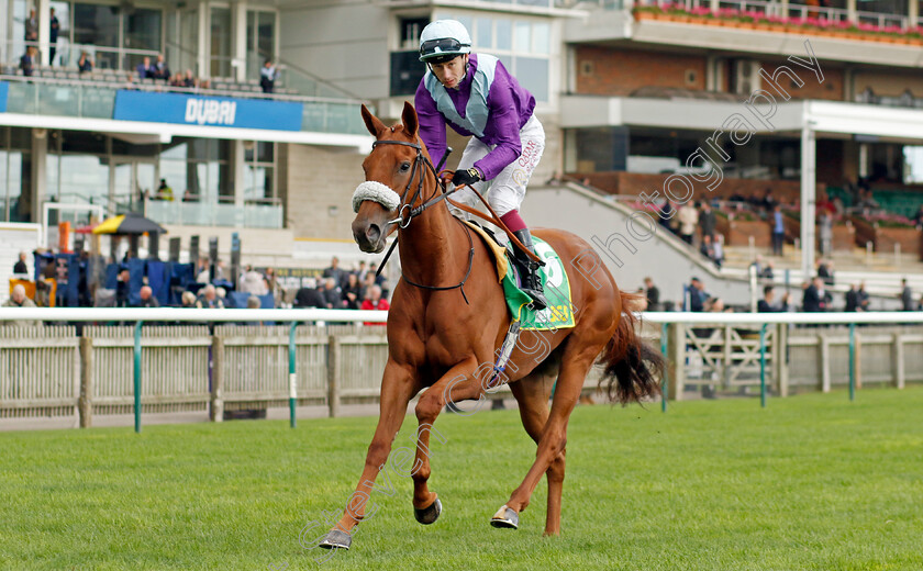 See-The-Fire-0001 
 SEE THE FIRE (Oisin Murphy)
Newmarket 13 Oct 2023 - Pic Steven Cargill / Racingfotos.com