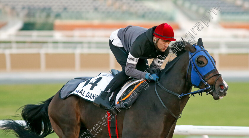 Final-Dance-0001 
 FINAL DANCE training at the Dubai World Cup Carnival
Meydan 5 Jan 2023 - Pic Steven Cargill / Racingfotos.com