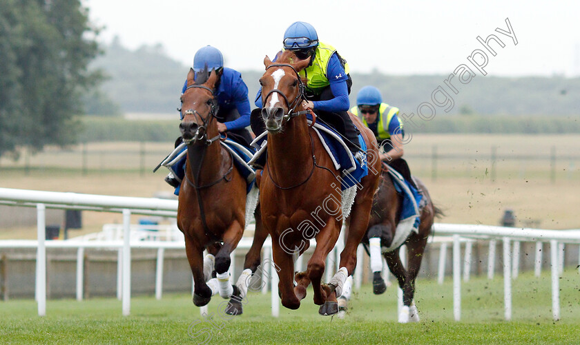 Masar-0006 
 MASAR (right, Brett Doyle) working at 6am
Newmarket 30 Jun 2018 - Pic Steven Cargill / Racingfotos.com