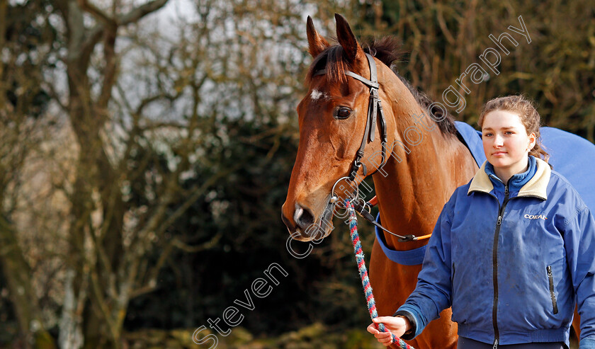 Cue-Card-0010 
 CUE CARD at Colin Tizzard's stables near Sherborne 21 Feb 2018 - Pic Steven Cargill / Racingfotos.com