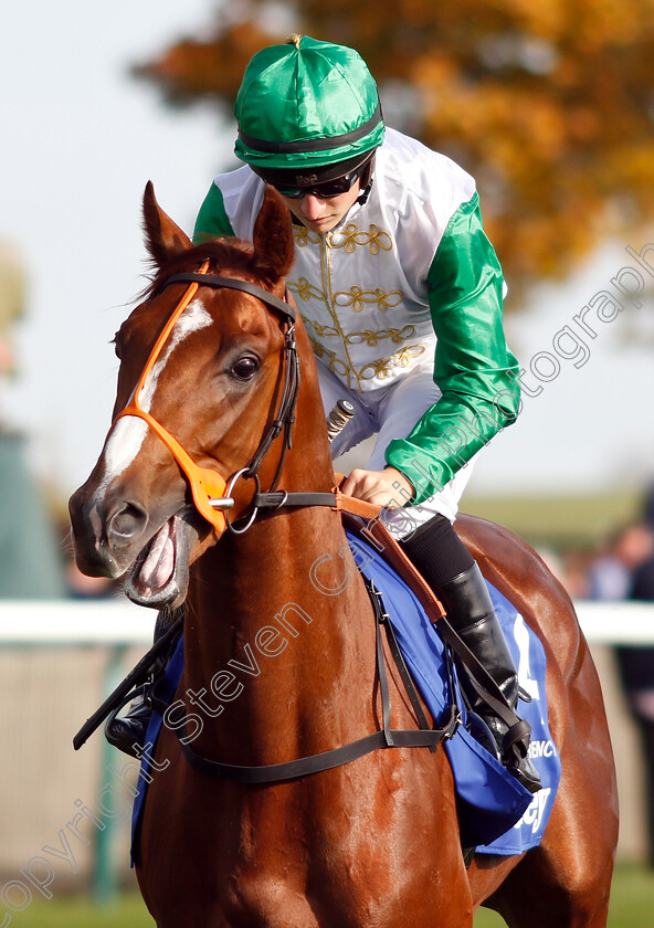 Kuwait-Currency-0001 
 KUWAIT CURRENCY (Tom Marquand)
Newmarket 13 Oct 2018 - Pic Steven Cargill / Racingfotos.com