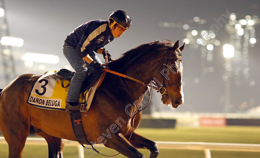 Danon-Beluga-0001 
 DANON BELUGA training for the Dubai Turf
Meydan, Dubai, 21 Mar 2023 - Pic Steven Cargill / Racingfotos.com