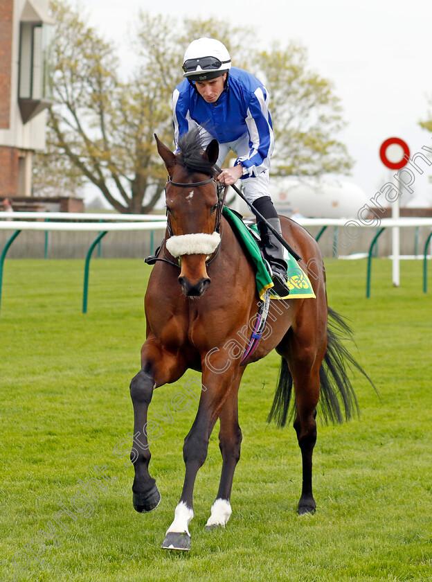 Hi-Royal-0002 
 HI ROYAL (Ryan Moore)
Newmarket 18 Apr 2023 - Pic Steven Cargill / Racingfotos.com