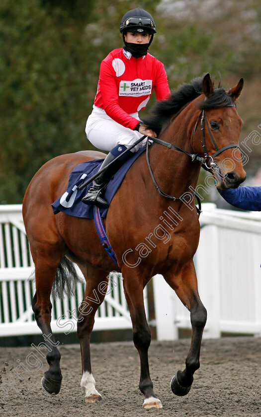 Pop-Ya-Collar-0001 
 POP YA COLLAR (Morgan Cole)
Lingfield 27 Jan 2021 - Pic Steven Cargill / Racingfotos.com