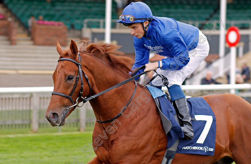 Secret-Victory-0001 
 SECRET VICTORY (William Buick)
Newmarket 23 Oct 2019 - Pic Steven Cargill / Racingfotos.com