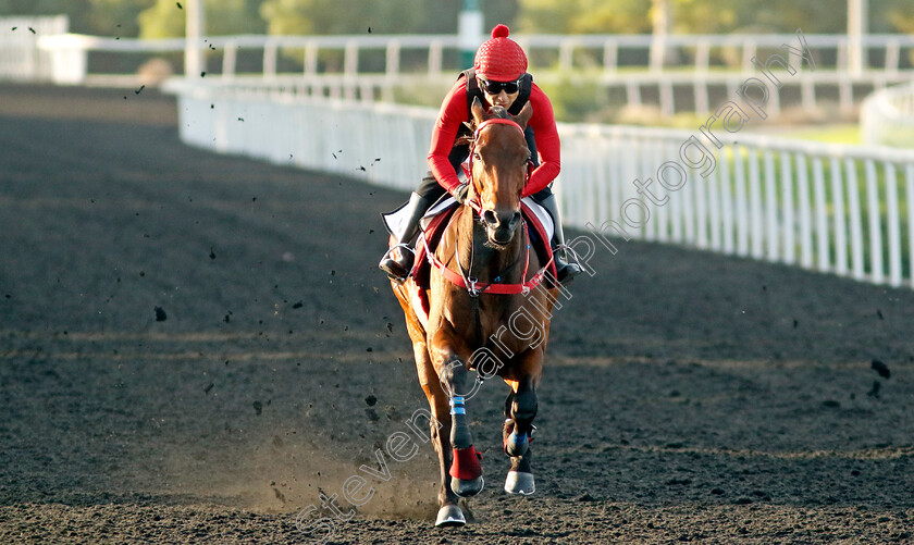 Romantic-Warrior-0002 
 ROMANTIC WARRIOR training at the Dubai Racing Carnival
Meydan 2 Jan 2025 - Pic Steven Cargill / Racingfotos.com