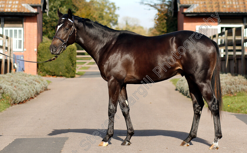 Bated-Breath-ex-Golden-Legacy-0001 
 Bated Breath ex Golden Legacy yearling
Shadwell 24 Oct 2018 - Pic Steven Cargill