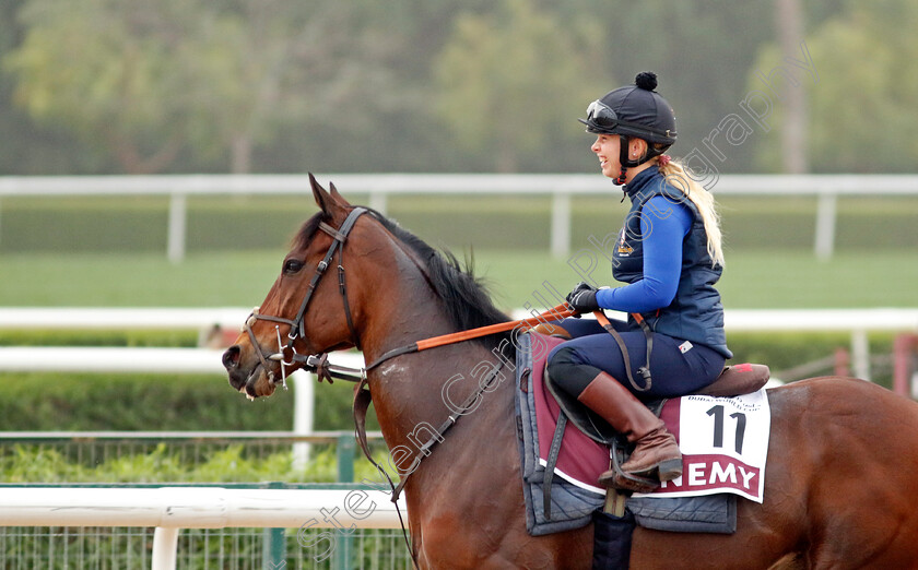 Enemy-0001 
 ENEMY training for The Dubai Gold Cup
Meydan Dubai 26 Mar 2024 - Pic Steven Cargill / Racingfotos.com