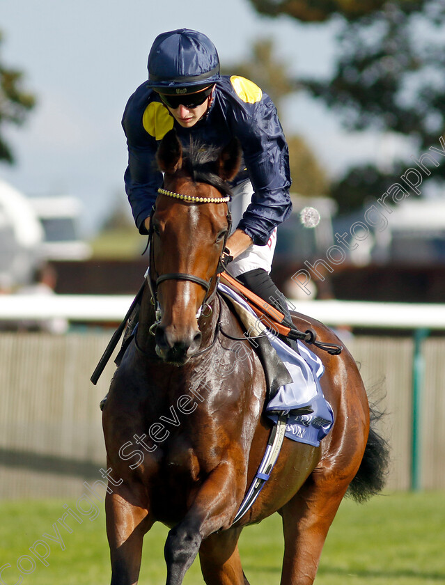 Sea-Theme-0001 
 SEA THEME (Tom Marquand)
Newmarket 29 Sep 2023 - Pic Steven Cargill / Racingfotos.com