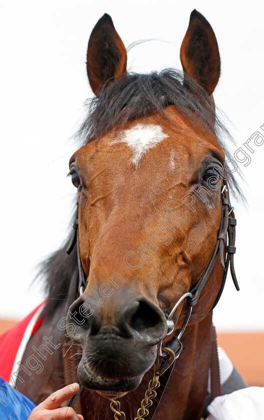 Star-Of-India-0011 
 STAR OF INDIA after The Homeserve Dee Stakes
Chester 5 May 2022 - Pic Steven Cargill / Racingfotos.com