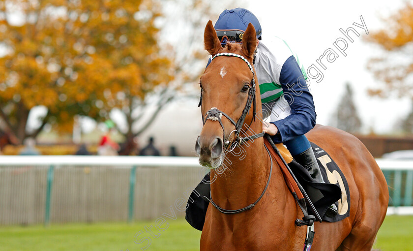 Damage-Control-0001 
 DAMAGE CONTROL (William Buick)
Newmarket 23 Oct 2019 - Pic Steven Cargill / Racingfotos.com