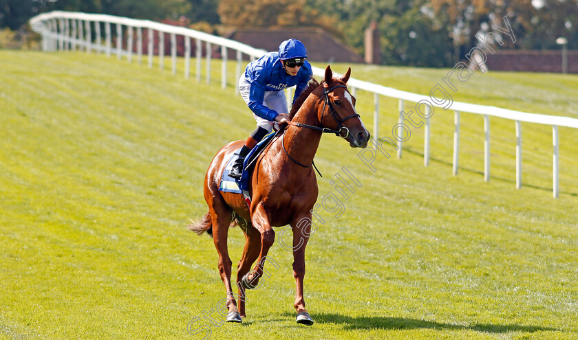 Masar-0001 
 MASAR (James Doyle) winner of The BetBright Solario Stakes Sandown 2 Sep 2017 - Pic Steven Cargill / Racingfotos.com