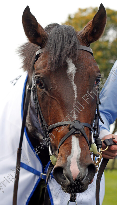 U-S-Navy-Flag-0010 
 U S NAVY FLAG after The Darley Dewhurst Stakes Newmarket 14 Oct 2017 - Pic Steven Cargill / Racingfotos.com